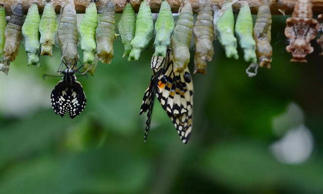 Foto Natureza asa fotografia folha