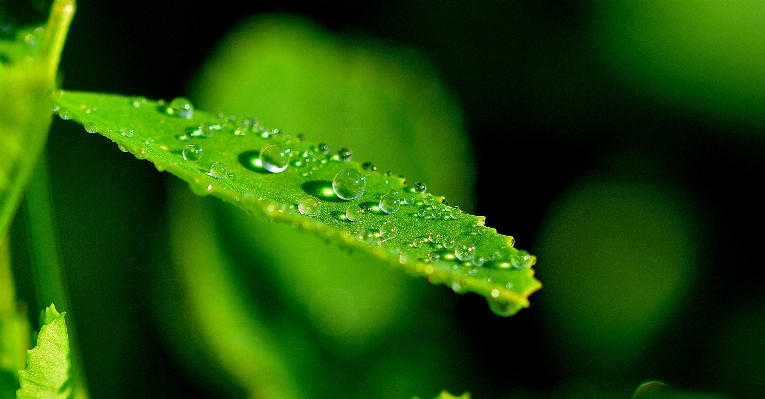 Water nature grass branch Photo