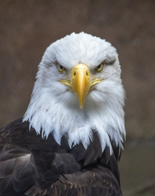 Natura uccello ala animali selvatici