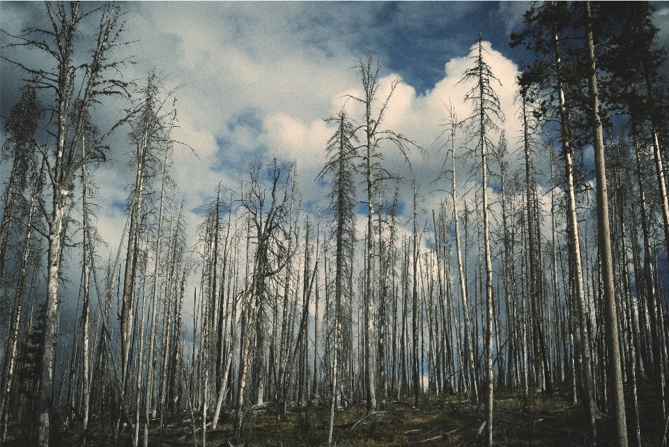 Pohon alam hutan gurun
