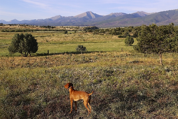 Landscape nature wilderness farm Photo