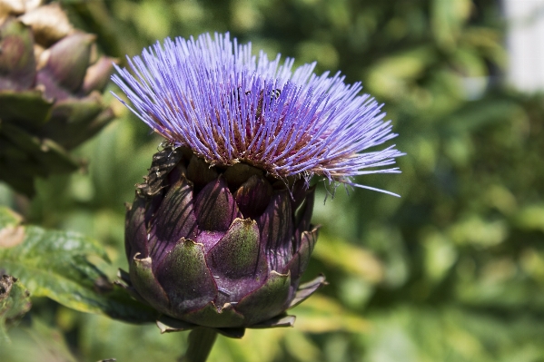 Nature blossom plant flower Photo