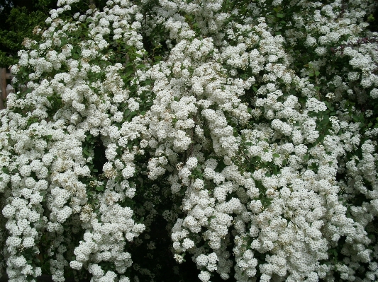 Foto Paisaje naturaleza planta blanco