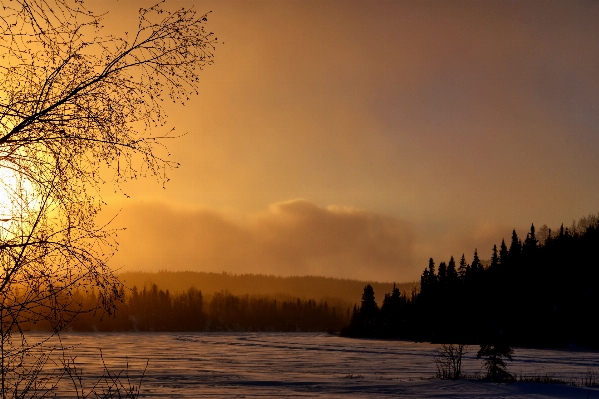 Landscape tree nature snow Photo