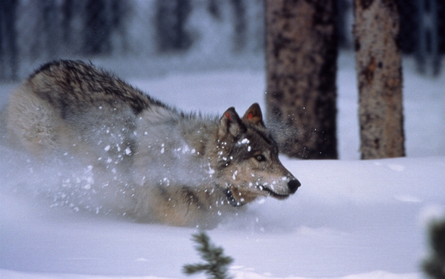 Photo Neige hiver en cours animal