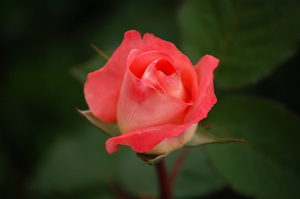 Blossom plant flower petal Photo