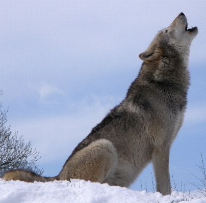 雪 冬 犬歯
 野生 写真