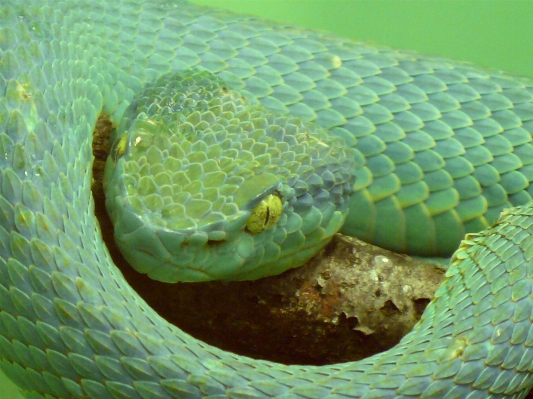 Green biology reptile fauna Photo