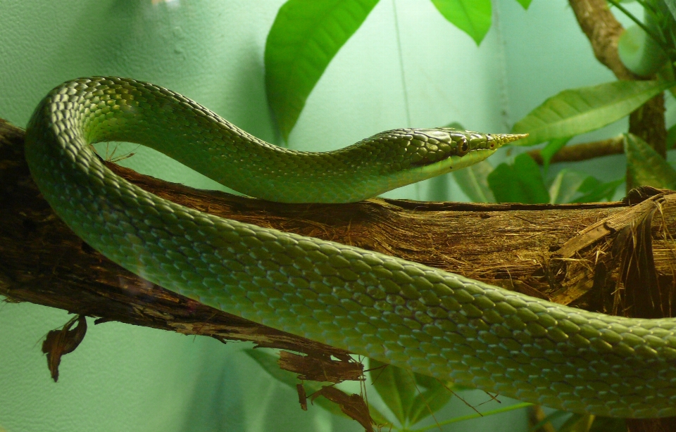 Margasatwa hijau hutan reptil