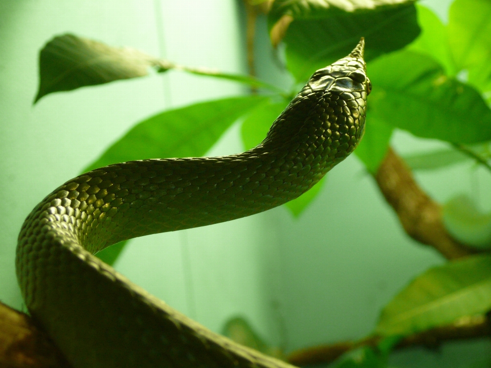 Yaban hayatı yeşil sürüngen fauna