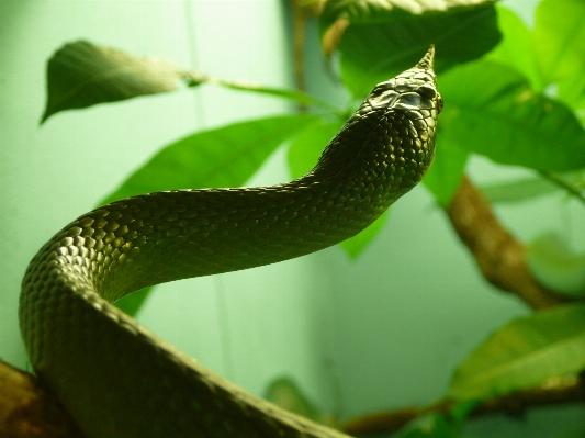 Yaban hayatı yeşil sürüngen fauna Fotoğraf