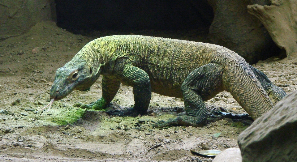 Marche faune zoo île