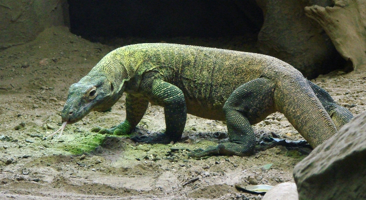 Foto A piedi animali selvatici zoo isola