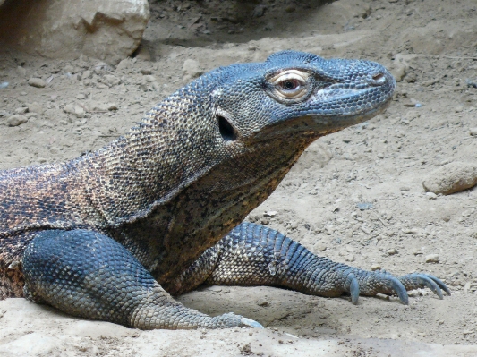 Foto Margasatwa pulau predator reptil