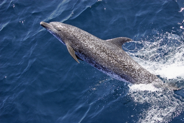 Nature ocean jump biology Photo