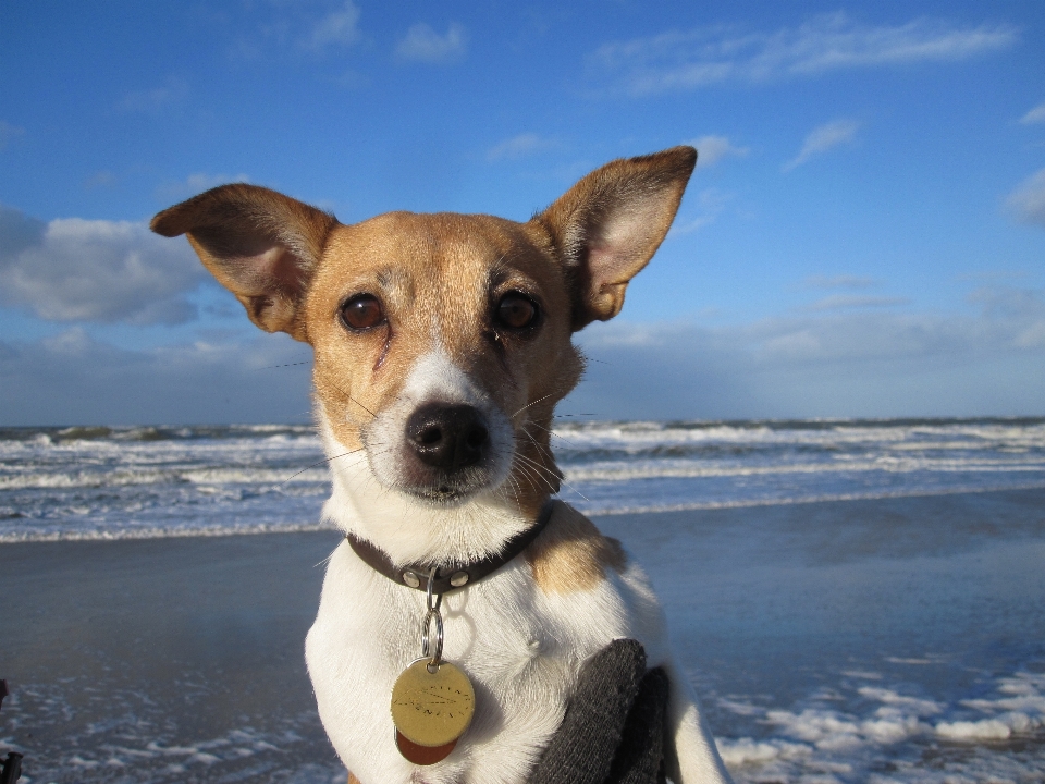 Praia mar água filhote de cachorro