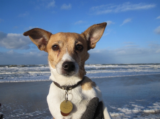 Strand meer wasser welpe Foto