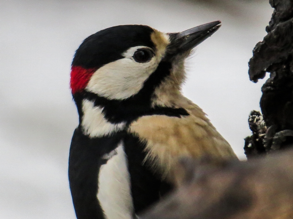 Bird wing wildlife beak