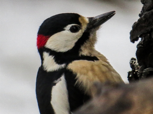 Foto Uccello ala animali selvatici becco