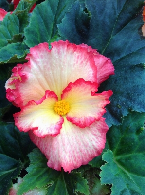 Plant flower petal red Photo