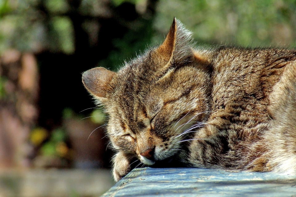 Cute wildlife pet cat