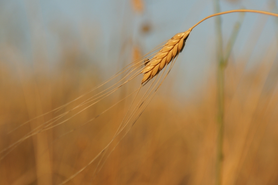 Nature grass branch plant