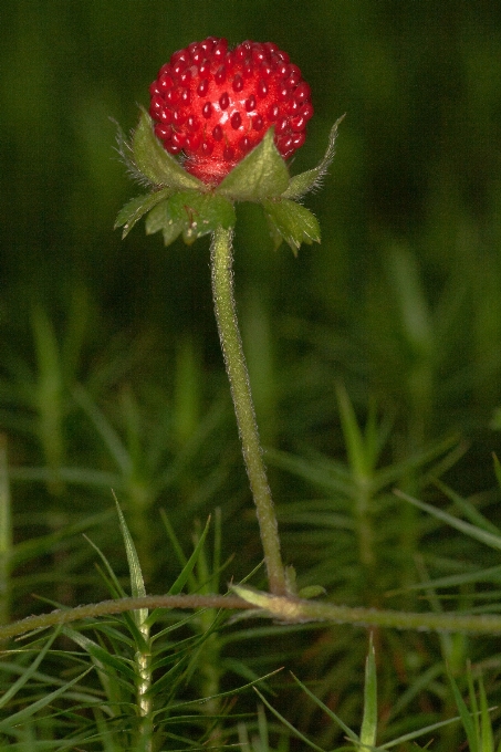 Alam hutan rumput tanaman