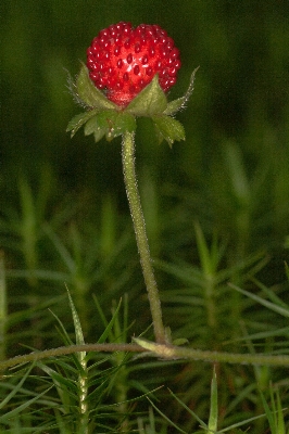 Nature forest grass plant Photo