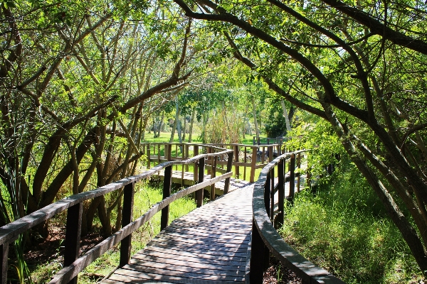 Tree nature forest path Photo