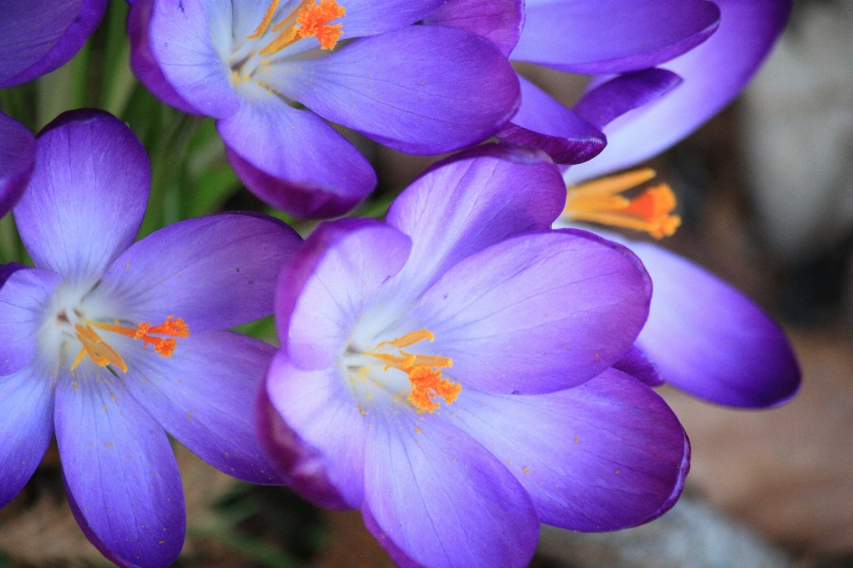 Natur blüte anlage sonnenlicht