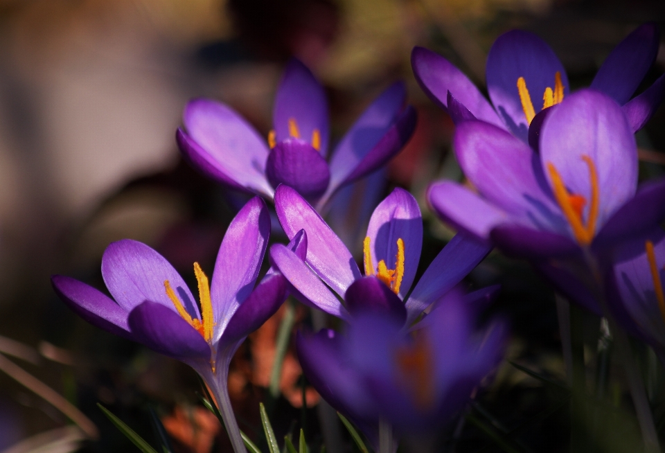 Natur blüte anlage sonnenlicht