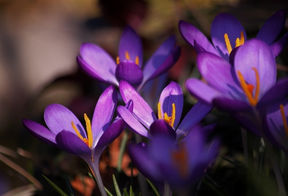 Foto Natura fiore pianta luce del sole