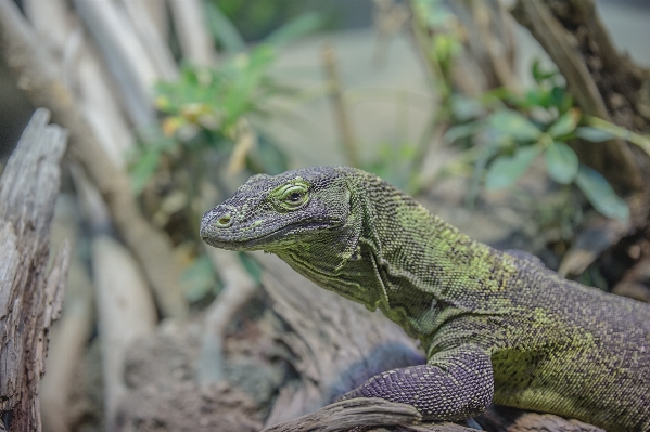 Foto Natureza animal animais selvagens réptil