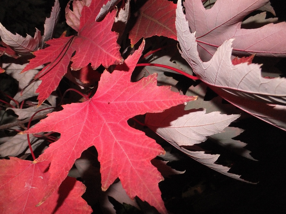 Tree plant leaf fall