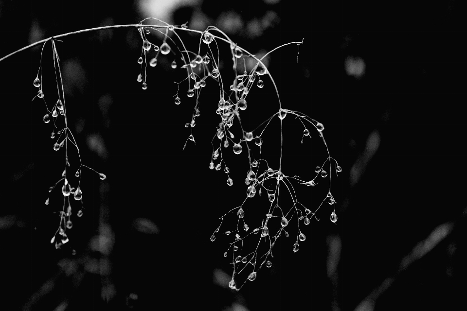 Water nature branch dew