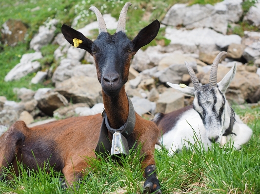 Photo Faune chèvre corne animal de compagnie