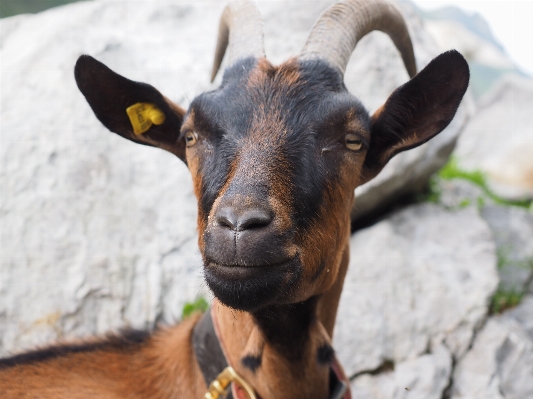 Foto Animal animais selvagens cabra buzina