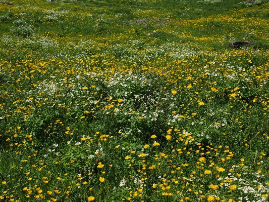 Grass plant white field Photo