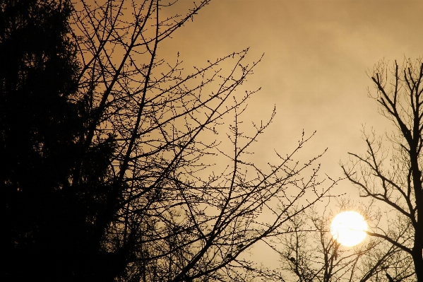 Tree nature branch winter Photo