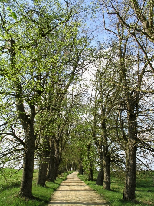 Arbre nature forêt bifurquer