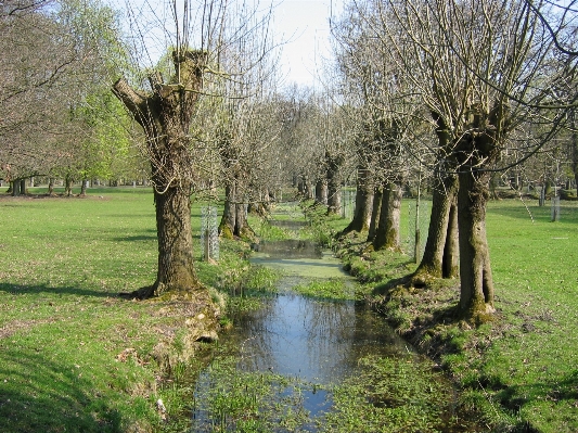 Landscape tree grass plant Photo