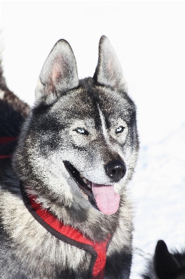 Mountain winter dog mammal Photo