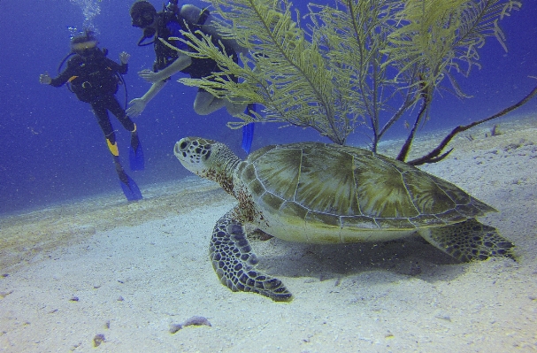 Underwater biology turtle sea Photo