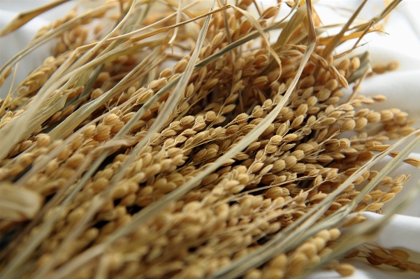 Plant barley wheat grain Photo