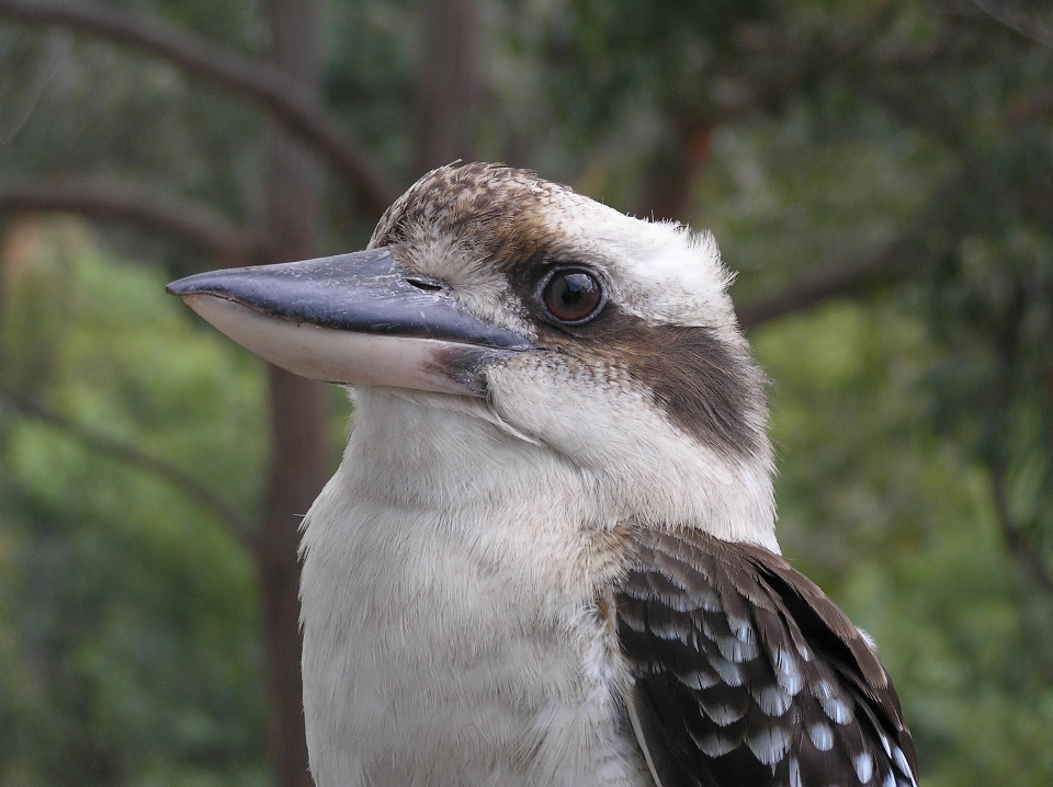 Alam burung margasatwa kebun binatang