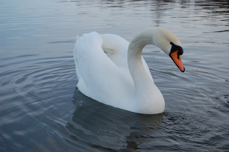 Eau nature goutte oiseau