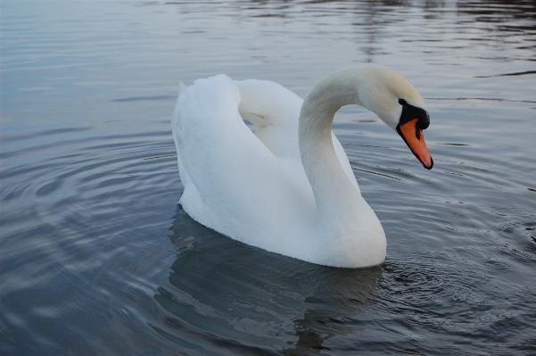 水 自然 落とす 鳥 写真