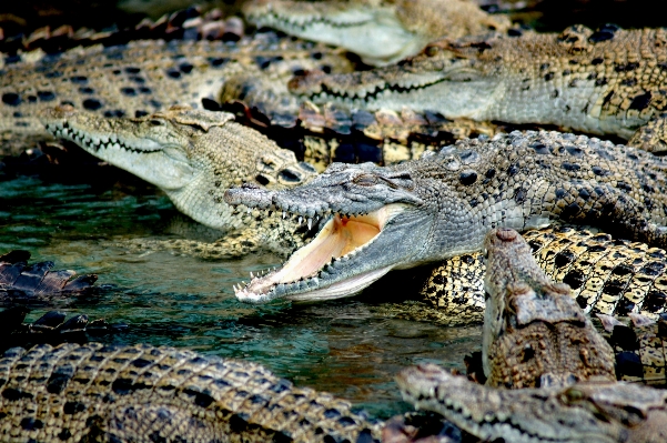 Foto Azienda agricola animali selvatici piede rettile