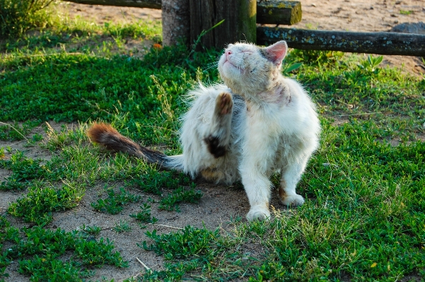 Foto Grama ar livre cachorro animal