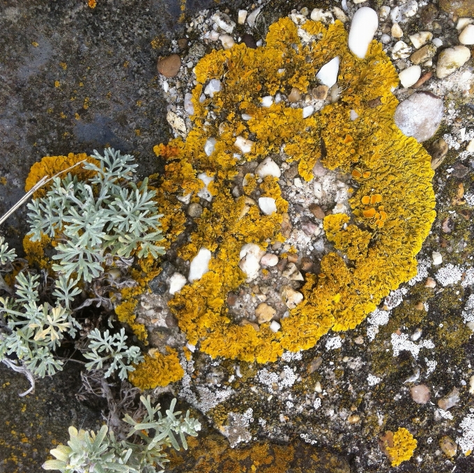 海岸 树 植物 叶子